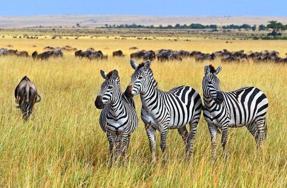 3 DAYS SAFARI (TARANGIRE, LAKE MANYARA AND NGORONGORO CRATER)