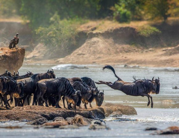 8 DAYS GREAT WILDEBEEST MIGRATION (SERENGETI NGORONGORO CRATER AND TARANGIRE NATIONAL PARK)